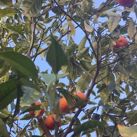 Lägenhet Punta Prima Gataway *