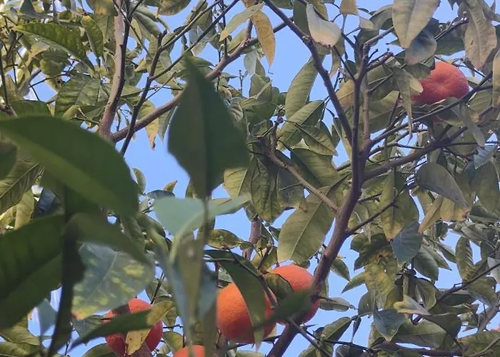 公寓 Punta Prima Gataway *